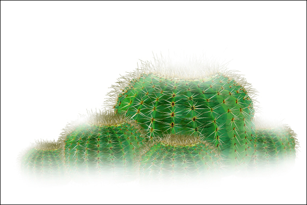 ILLUSTRATION   vector  biznaga   mexico cactus brenda Verde