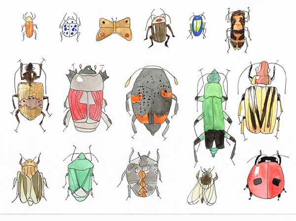 bugs Insects beetles bees