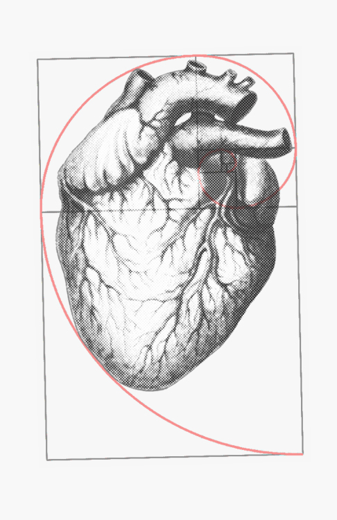 heart Fibonacci