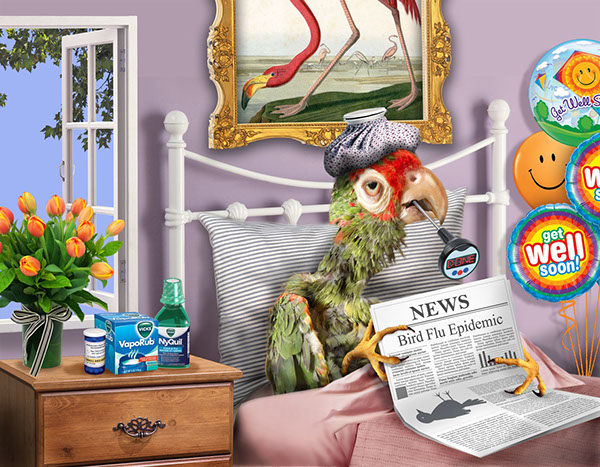 bird flu epidemic parrot illness influenza Sick in bed