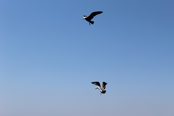 Seagull Flight - Part I