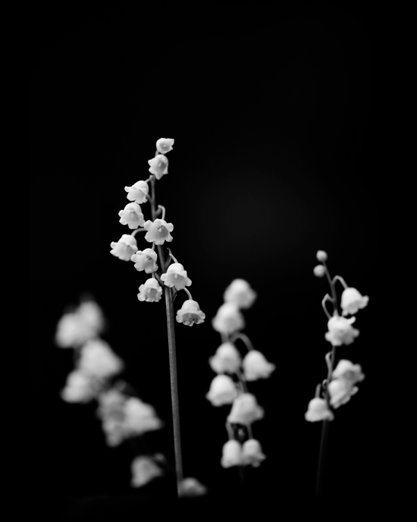 black & white Flowers floral flower portrait Portraiture