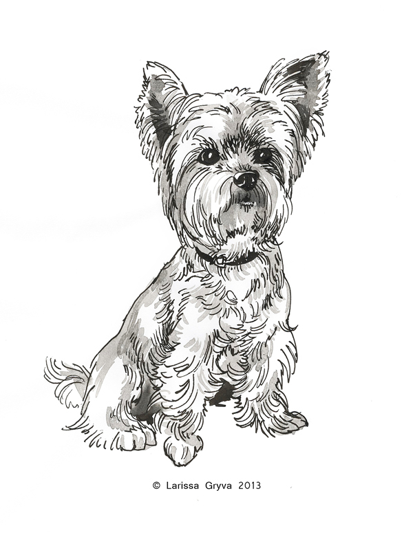 monochrom black white ink paper sketch dog chihuahua line hand drown gryva larissa animal dogs Pet pets