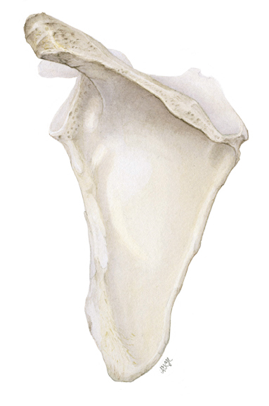 scientific illustration Scapula   Shoulderblade    anatomy human anatomy bones arm