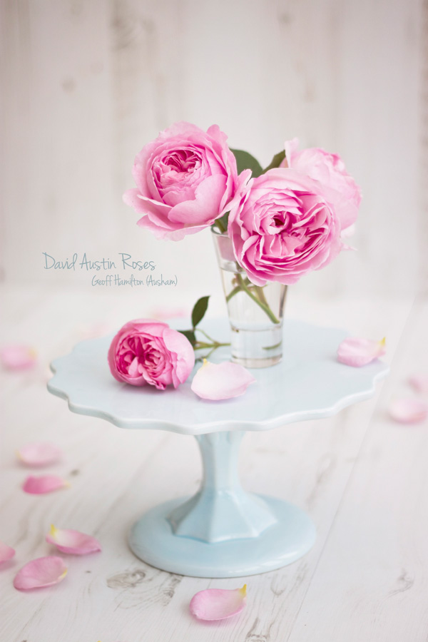 Flowers Roses gardening styling  pink lifestyle photography tea cup cake stand Vase saucer lighting