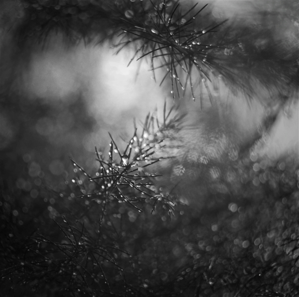 macro asparagus black and white Water Drops  Dew Drops droplets  mood Light and Shadows blur details