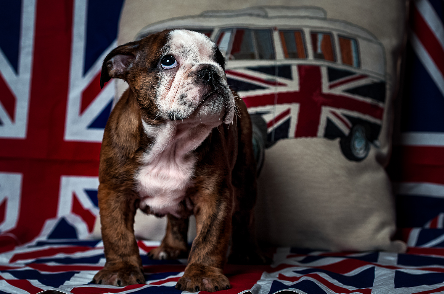 British Bulldog Puppies on Behance