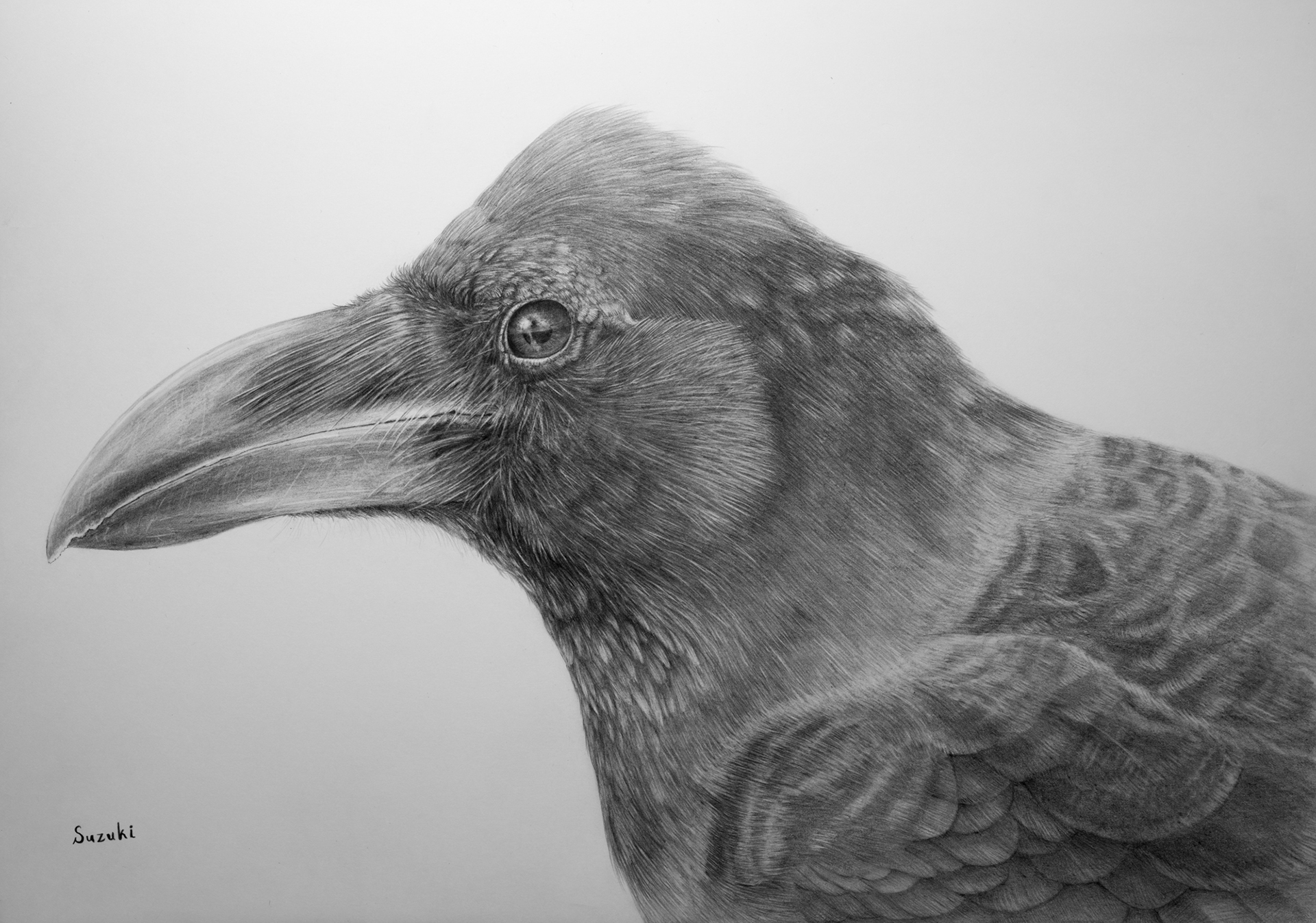 pencil Drawing bird crow realistic analog ILLUSTRATION.
