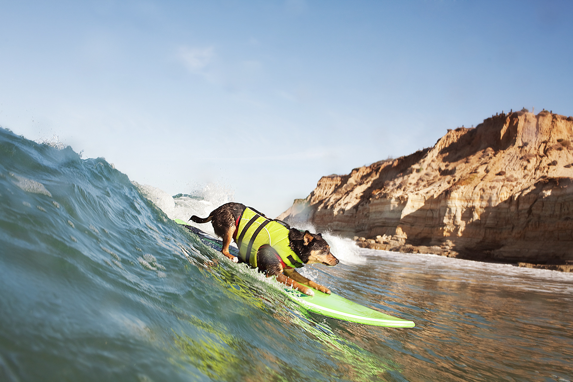 Abbey - Longest Wave Surfed by a Dog - San Diego, California