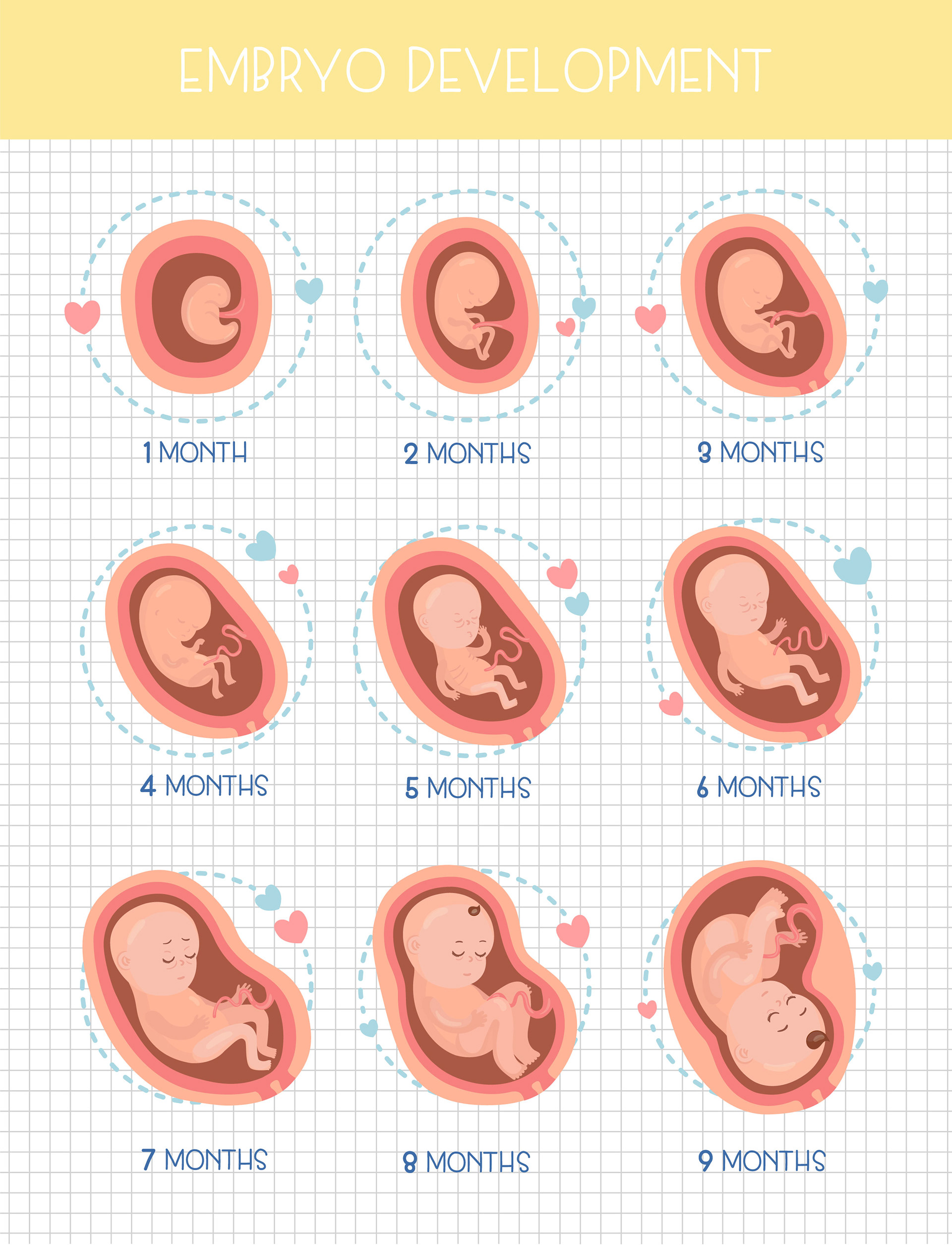 Baby Development Stages During Pregnancy: What You Need to Know