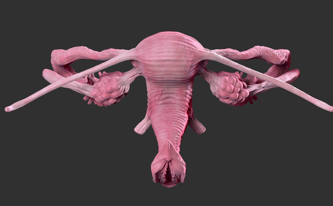 female reproductive system uterus Zbrush ovaries 3D Modelling medical medic...