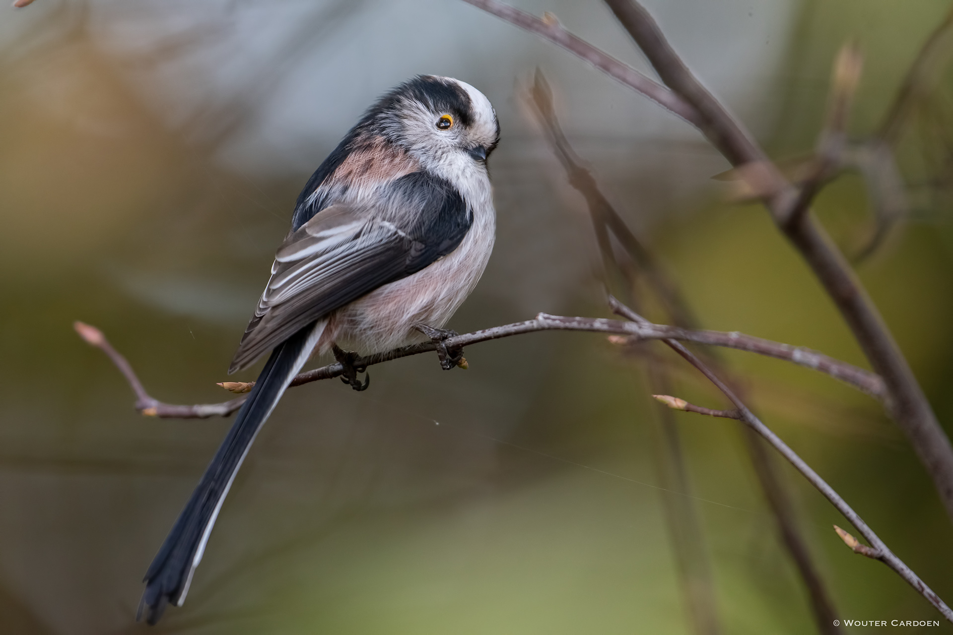 Long-tailed tit - Staartmees - Aegithalos caudatus
