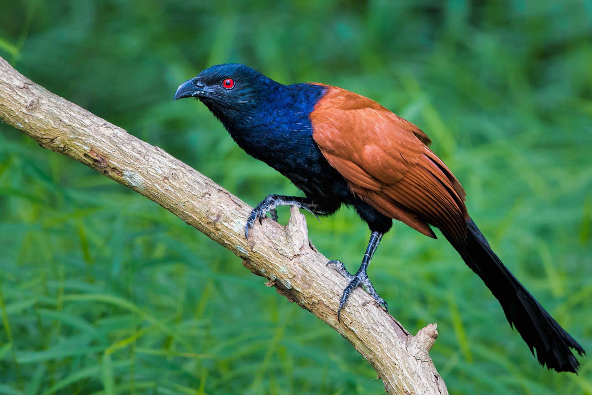 Greater coucal or crow pheasant (Centropus sinensis)