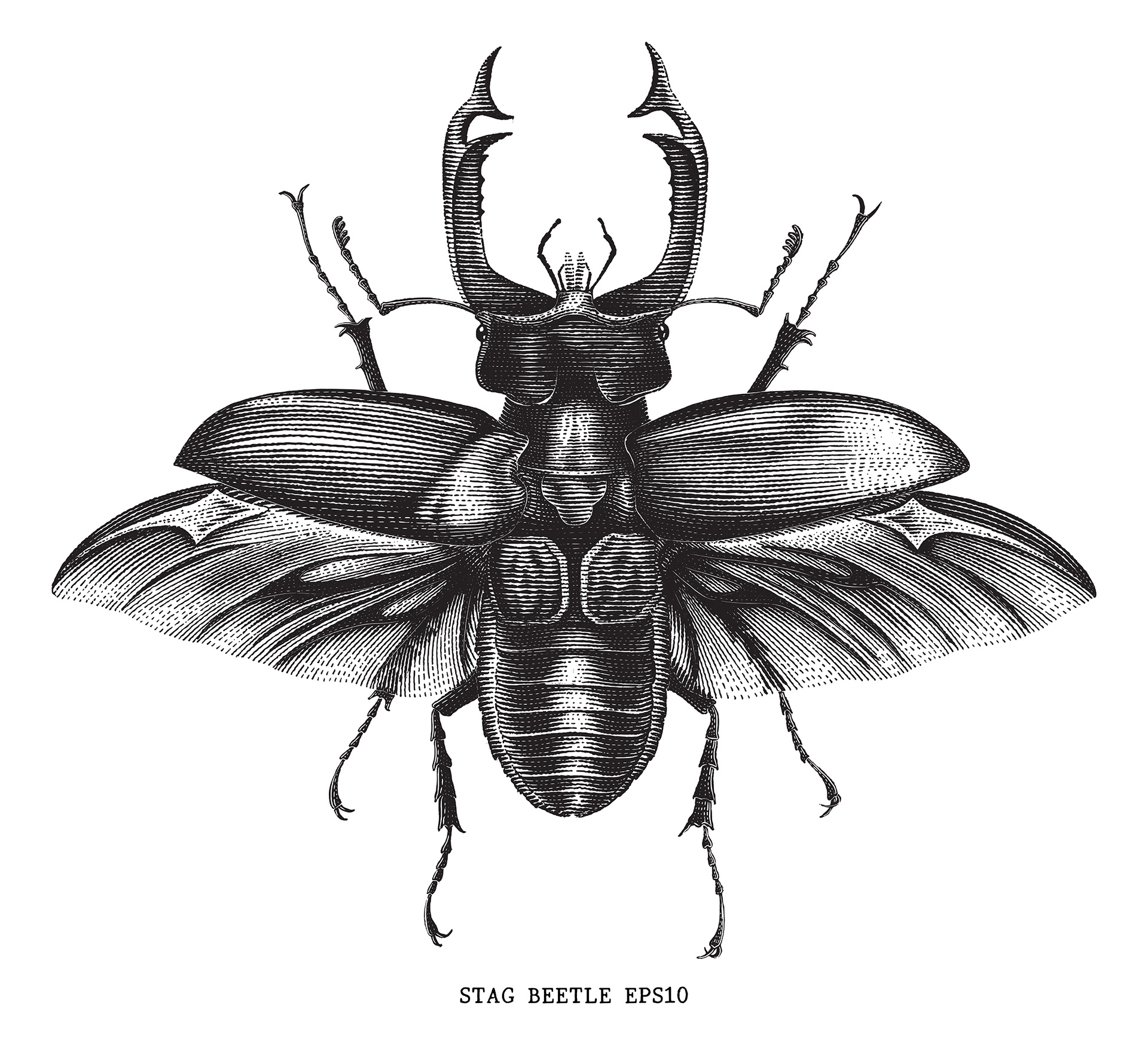 engraving ILLUSTRATION vintage beetle stag woodcut Wavy Lines.