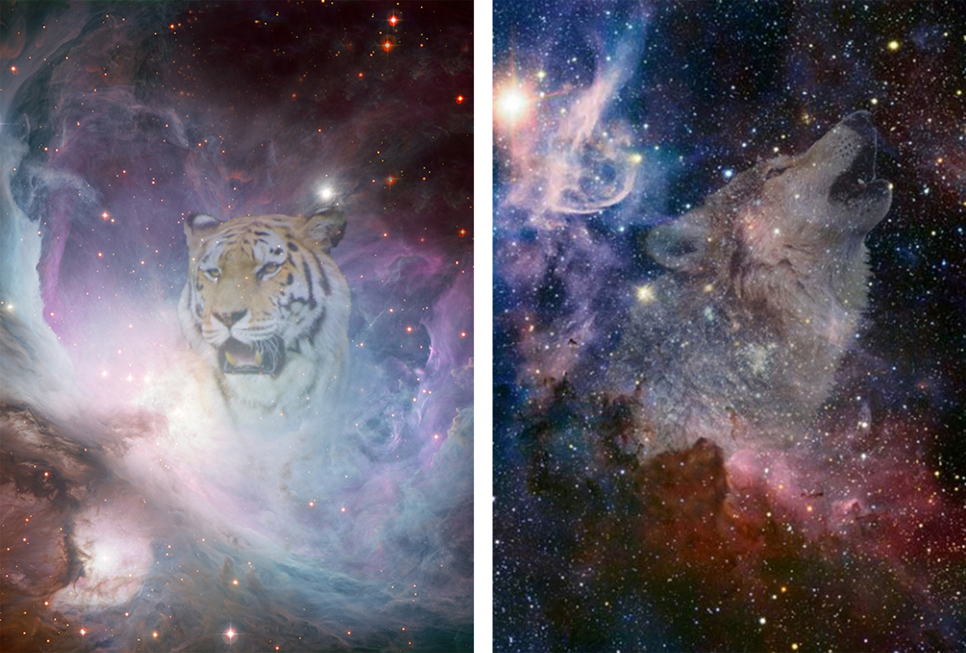 Galaxy Animals - Just for Fun on Behance