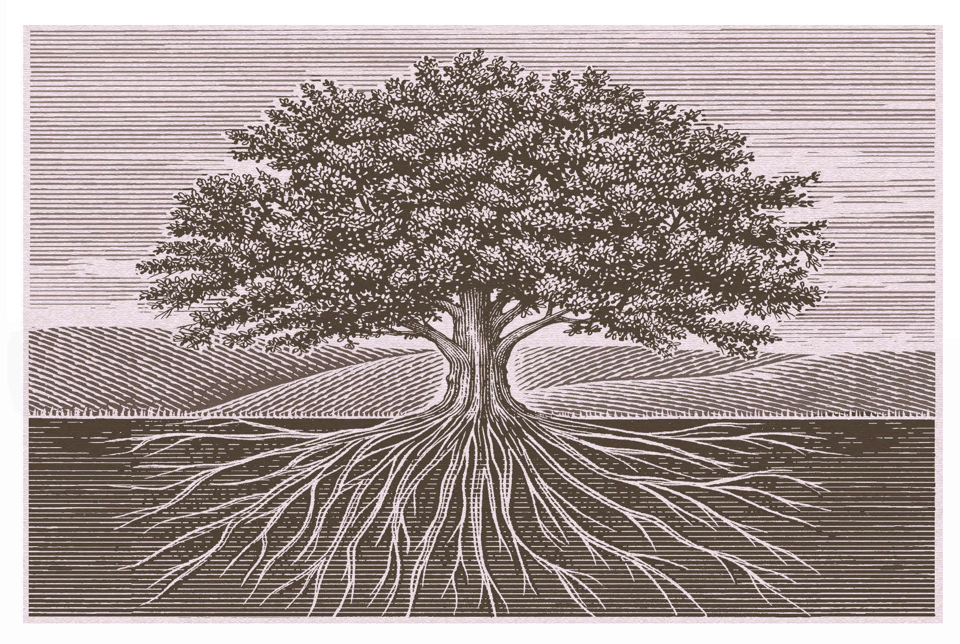 Древо рымин слушать. Корни дерева. Дерево иллюстрация. Красивое дерево с корнями. Могучее дерево с корнями.