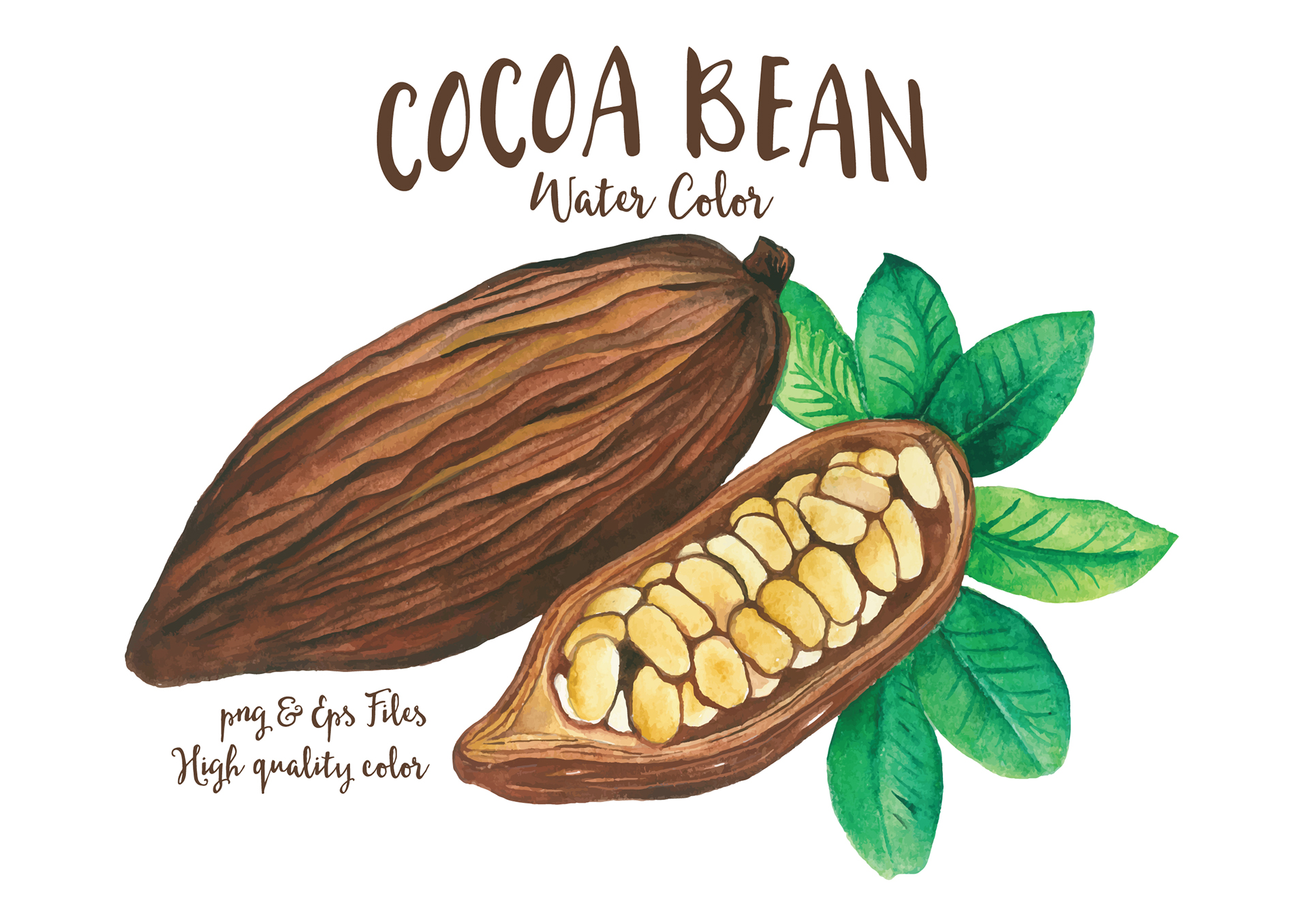 Какао Бобы без фона