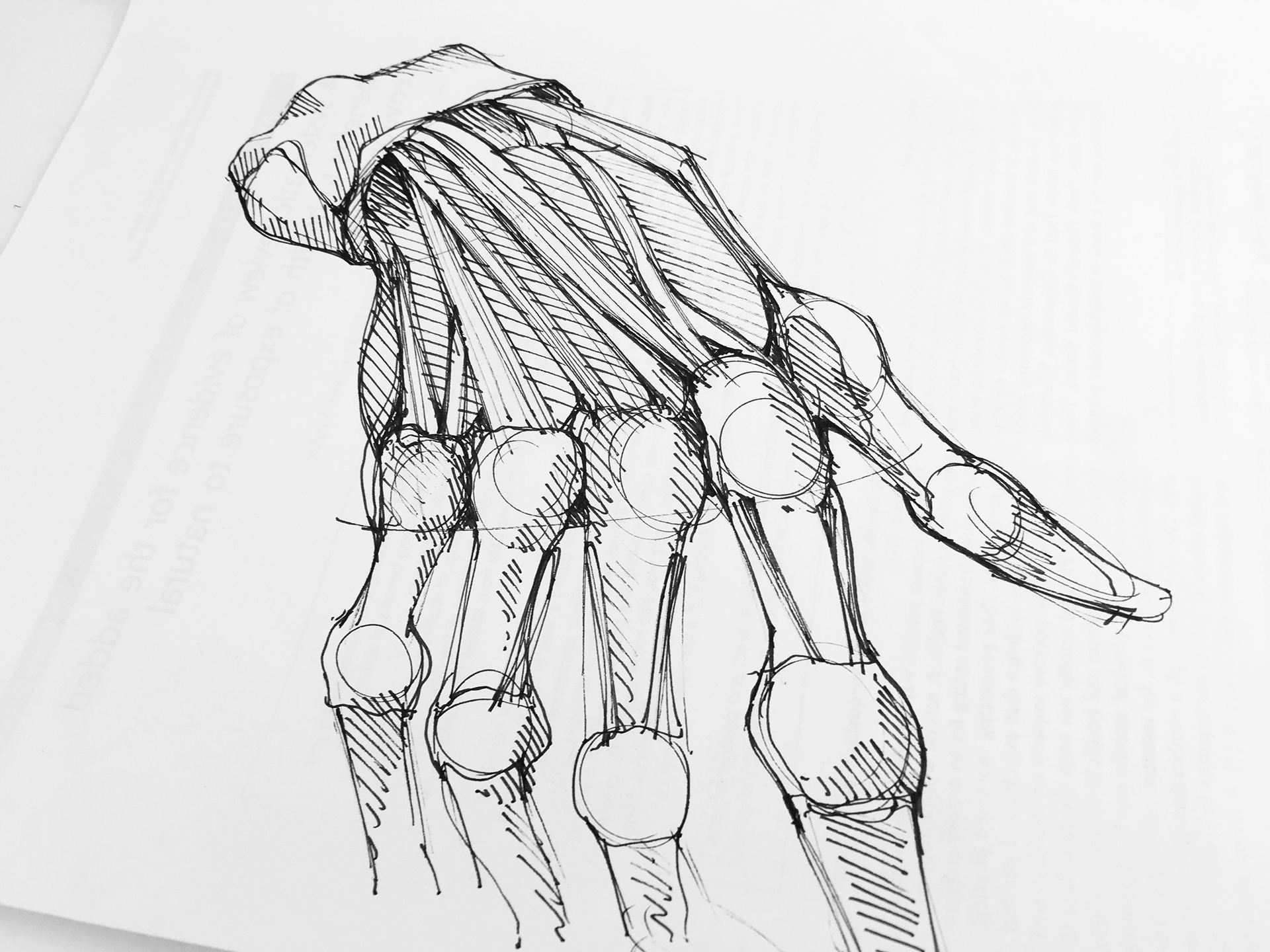 Anatomy Sketches For Beginners : Drawing Mentler Tutorial Figure ...
