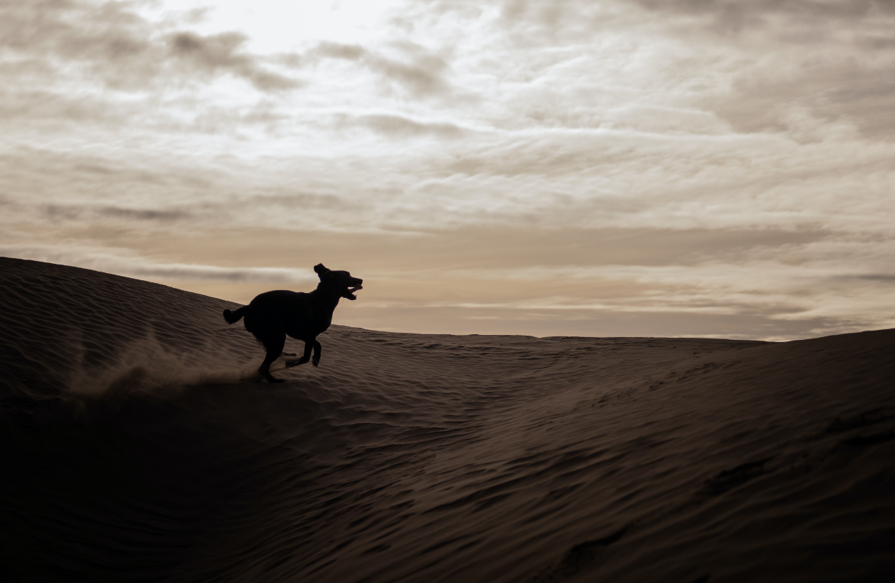 Пустынная собака. Собаки в пустынях. Пес в пустыне. Пустыня силуэт. Vibe tracks