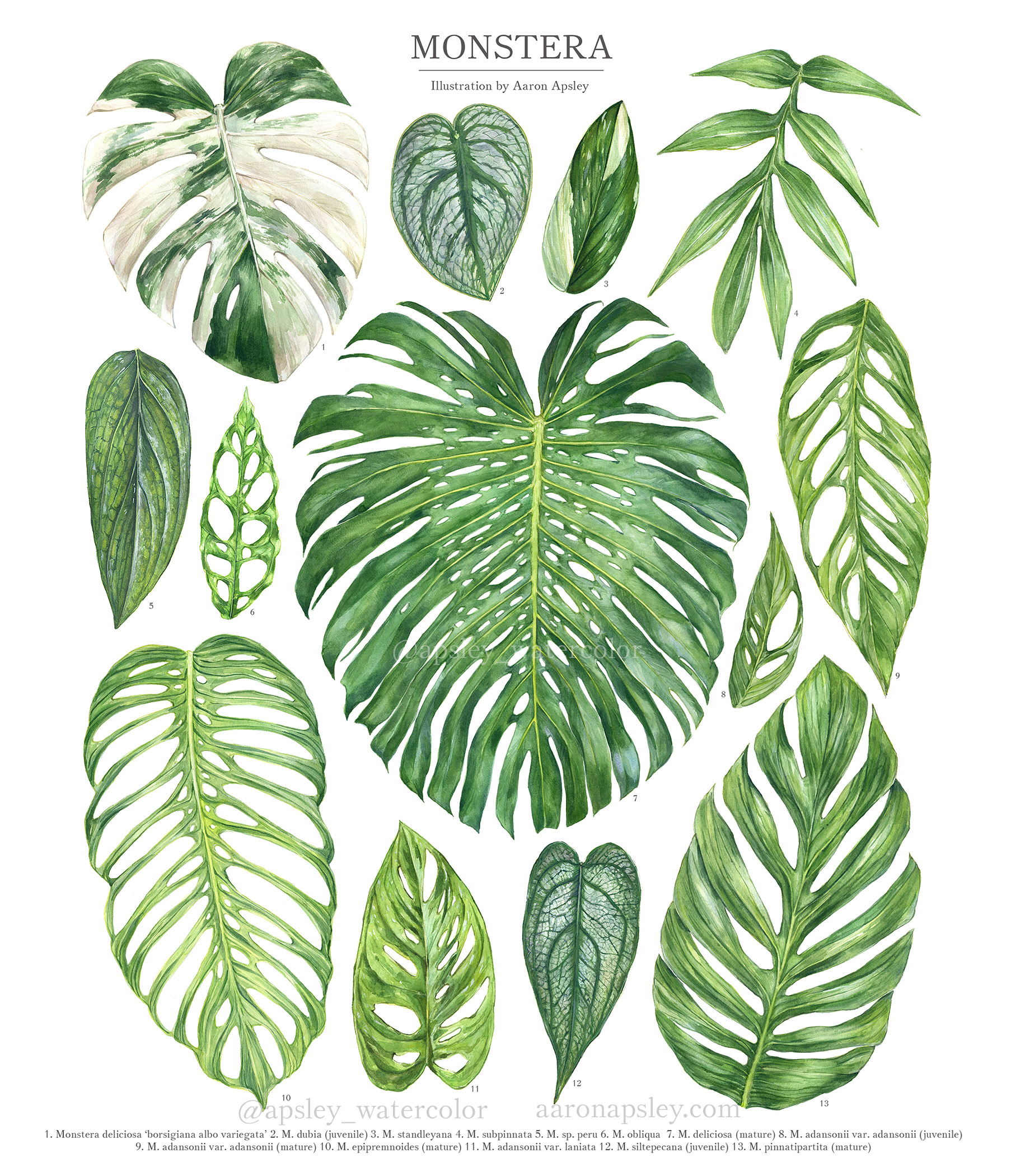 Monstera Types