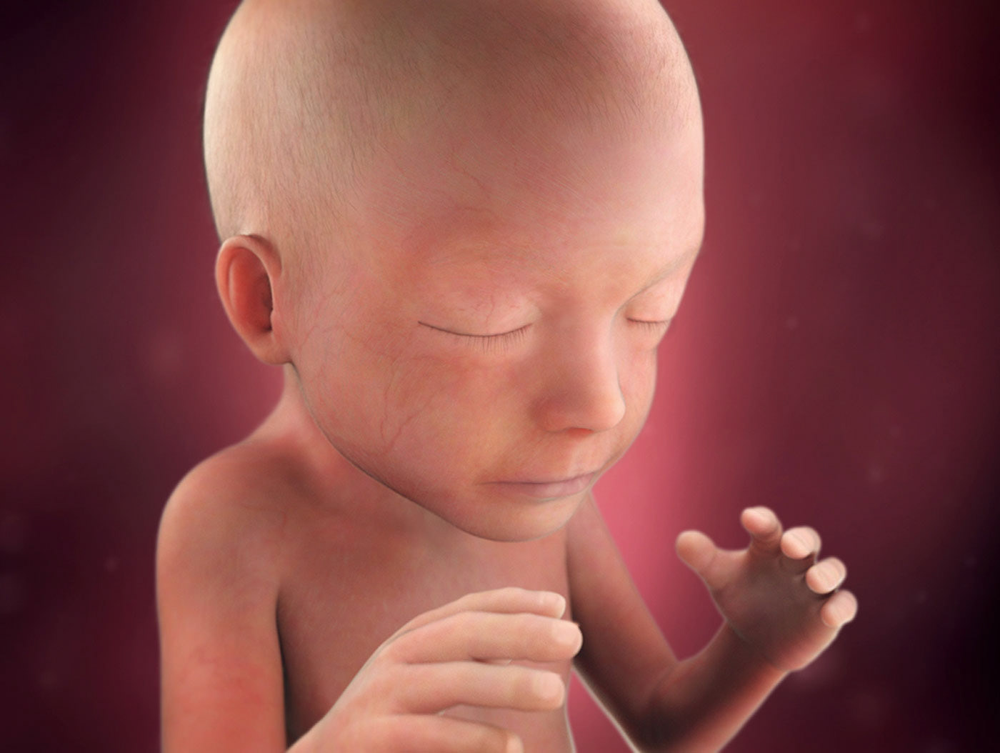 Беременность 21. Эмбрион на 21 неделе беременности. 21 Неделя беременности фото плода. Ребенок на 6 месяце беременности.