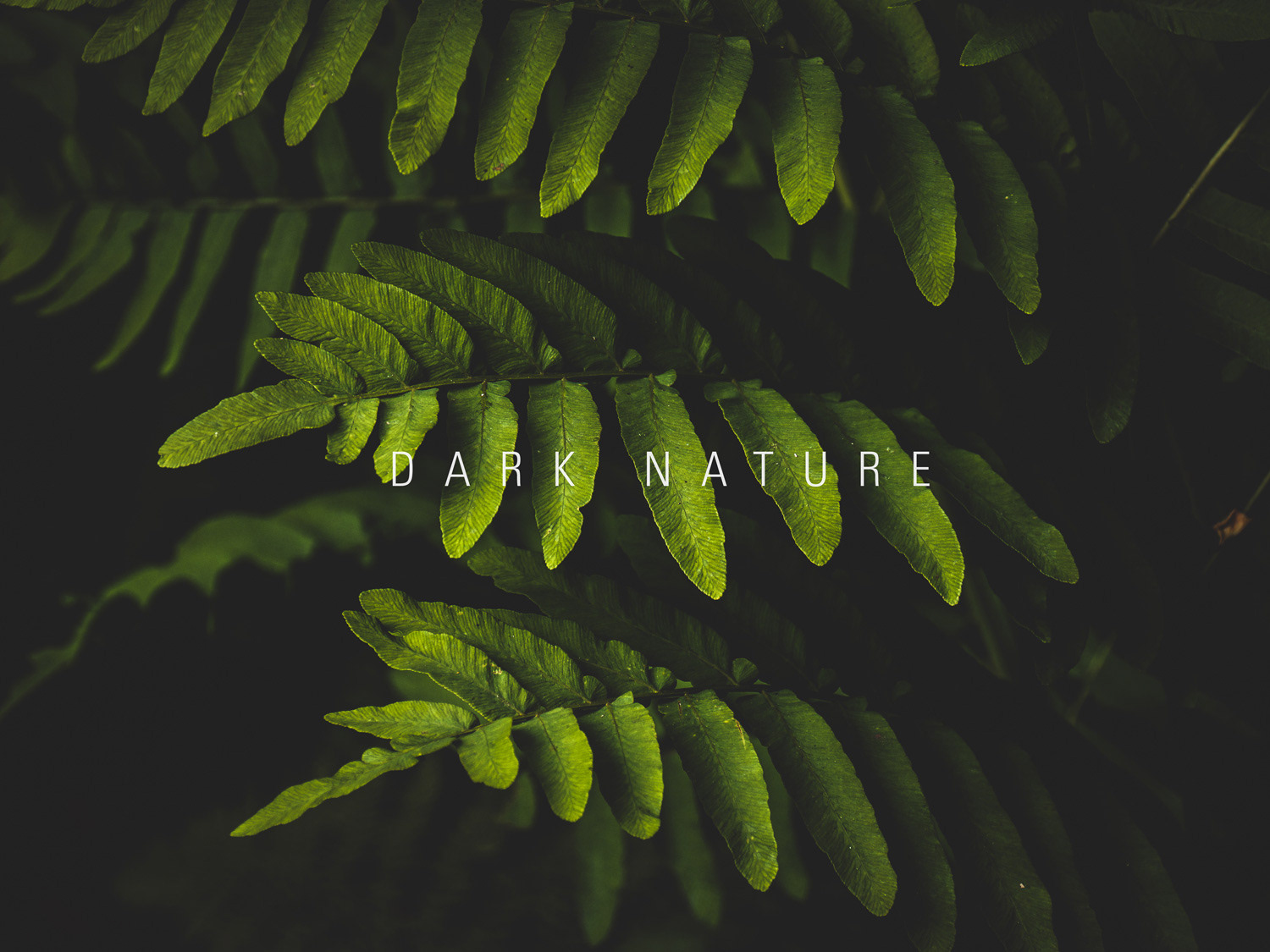 500 Nature Dark Pictures  Download Free Images on Unsplash