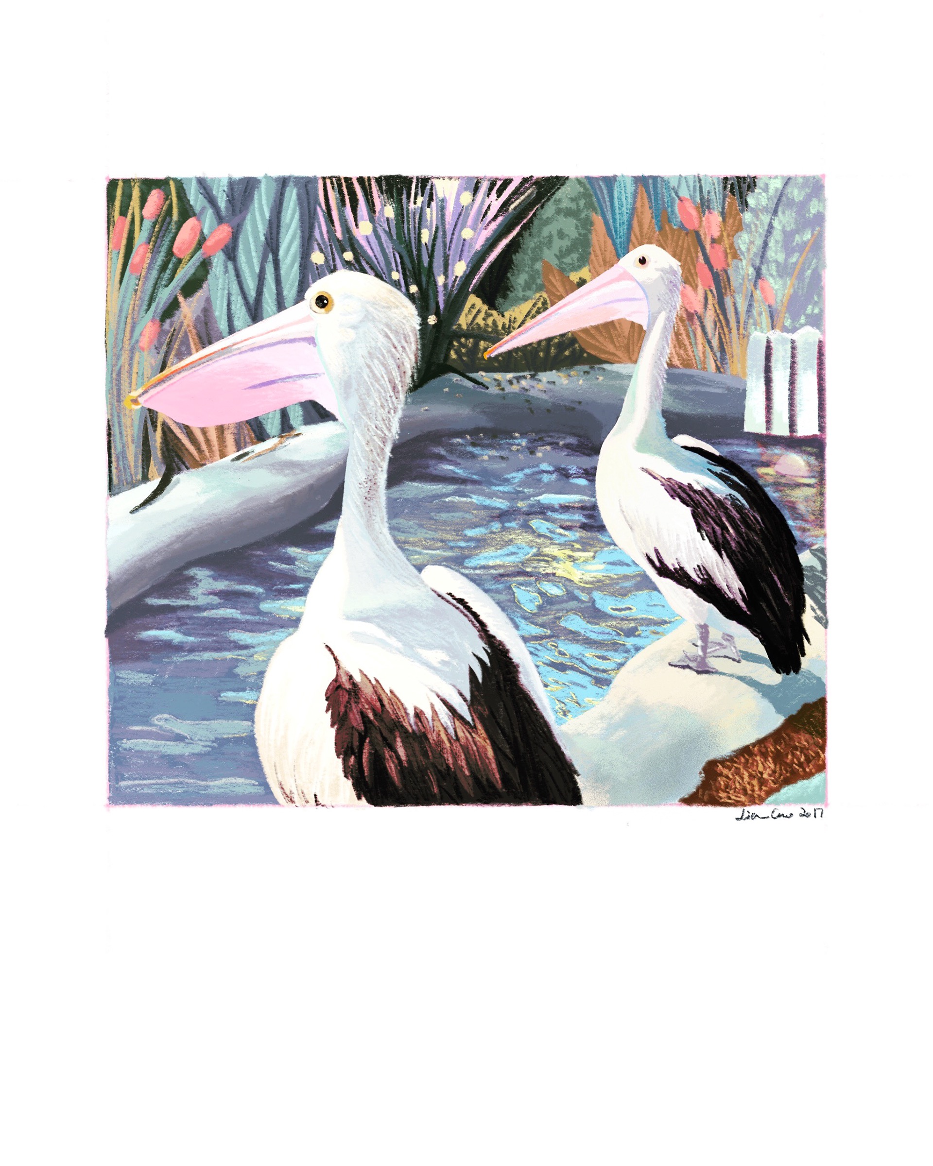 Two Pelicans