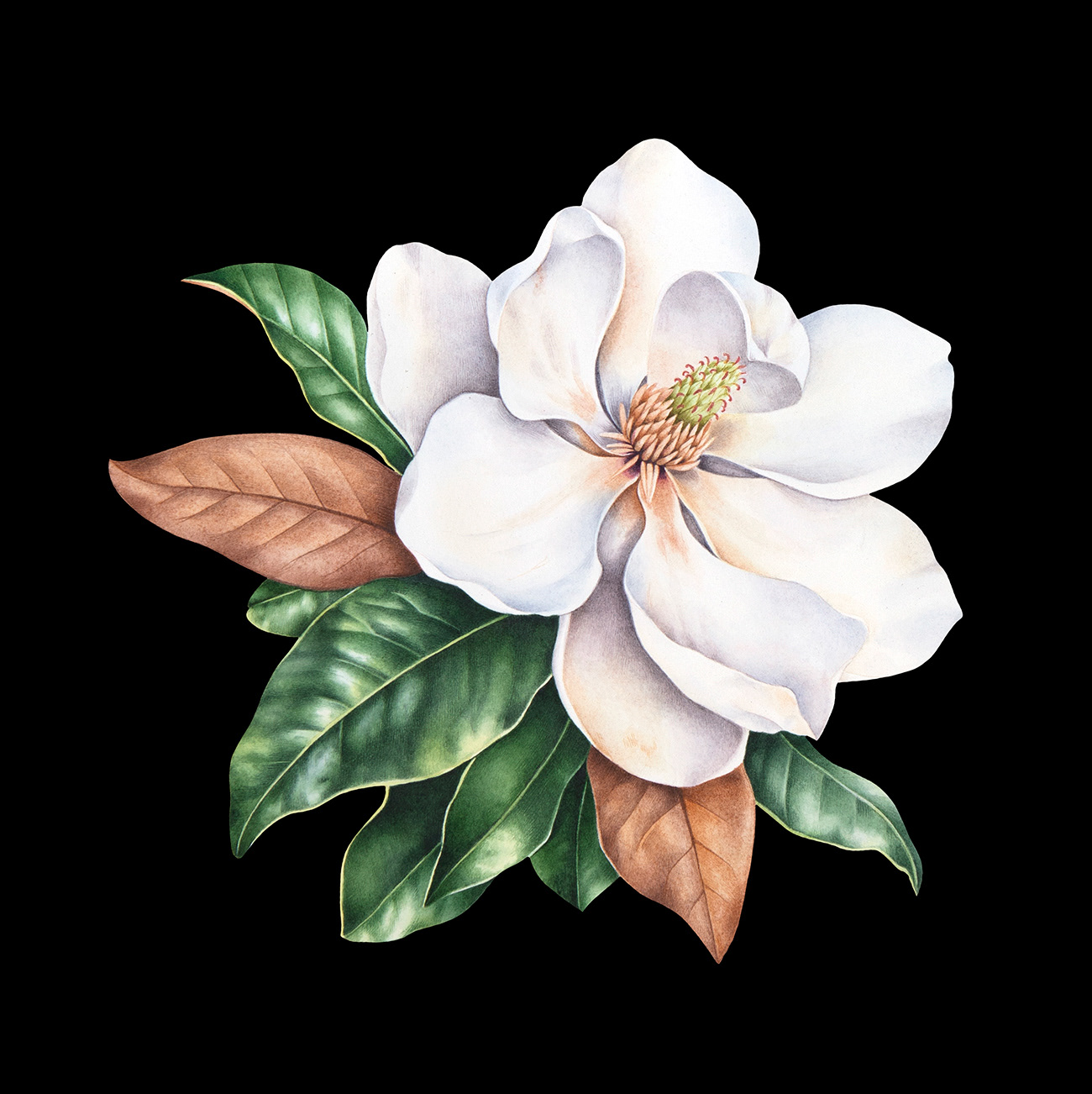 Botanical Art Magnolia