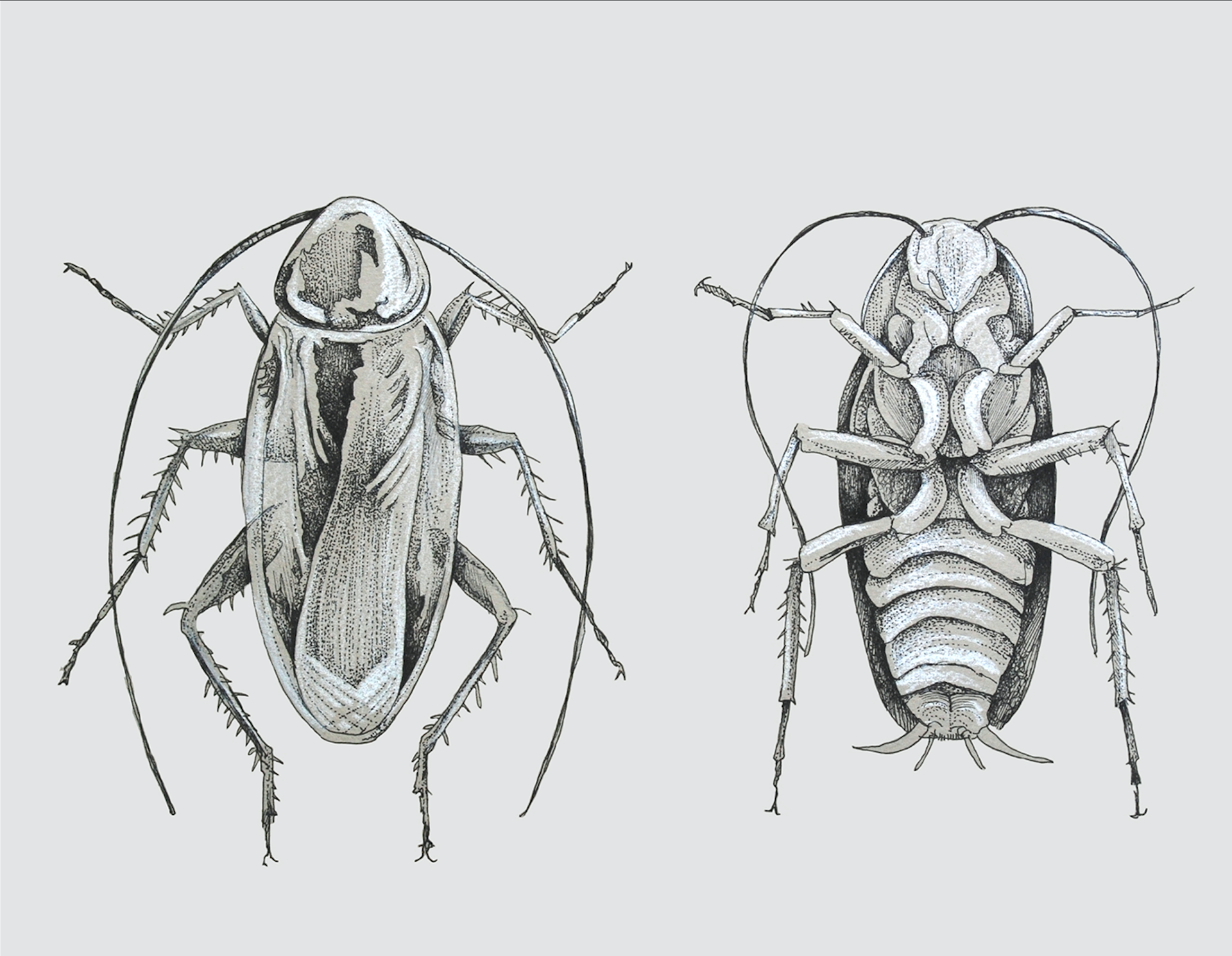 insect-drawings-on-behance