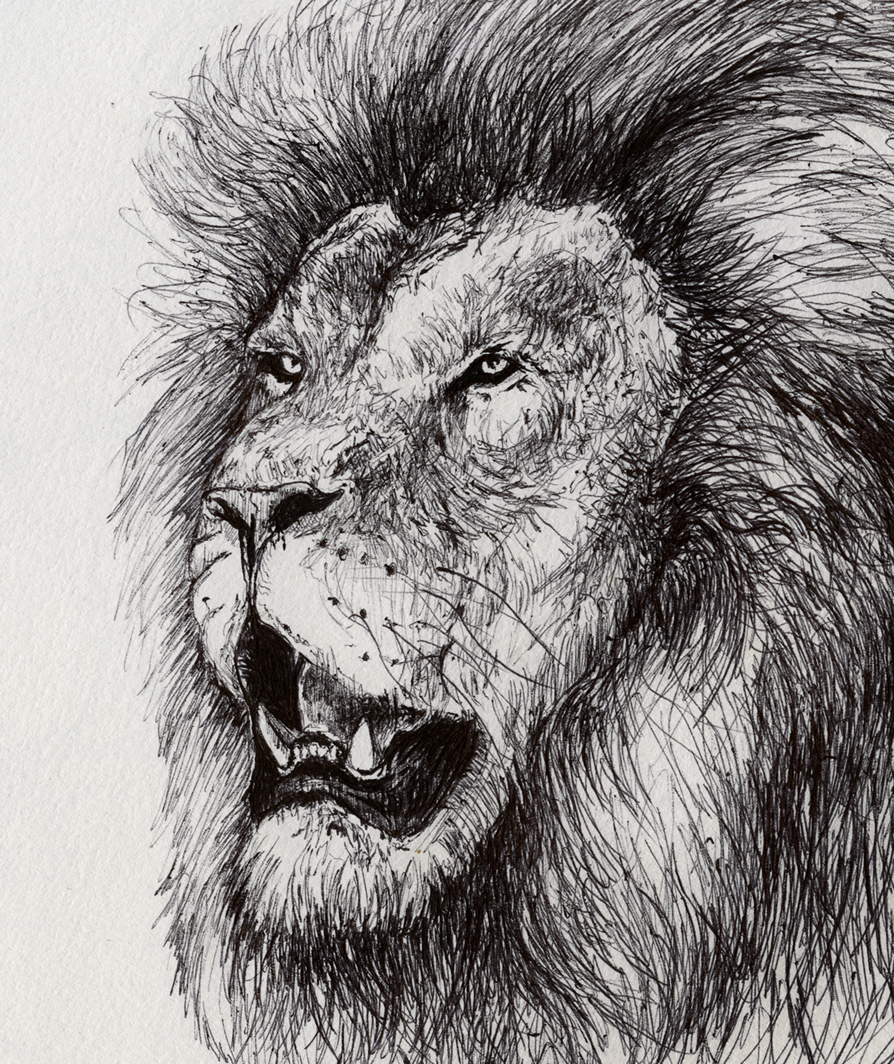 Details 84+ lion pen sketch best - seven.edu.vn