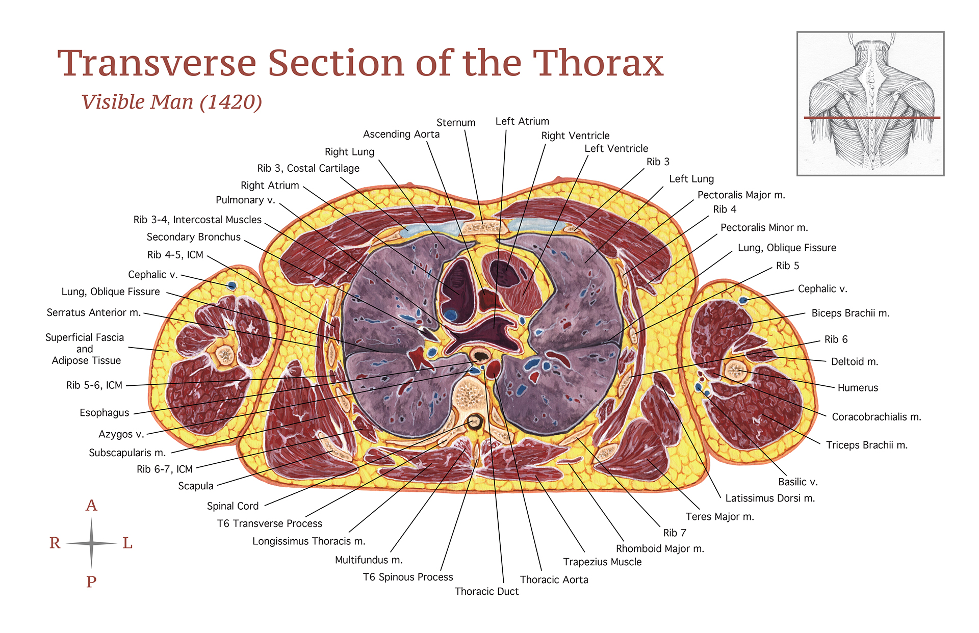 httpsgallery36102235Transverse Section of the Thorax