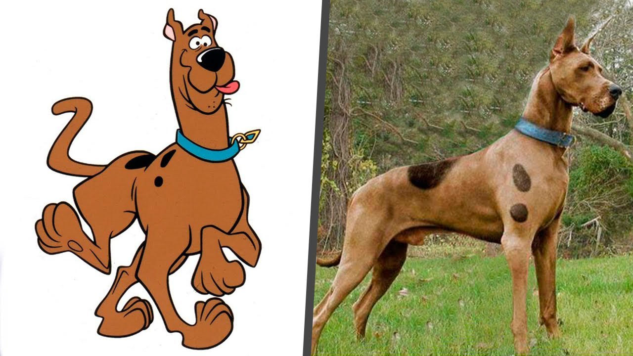 Scooby doo que raza de perro es