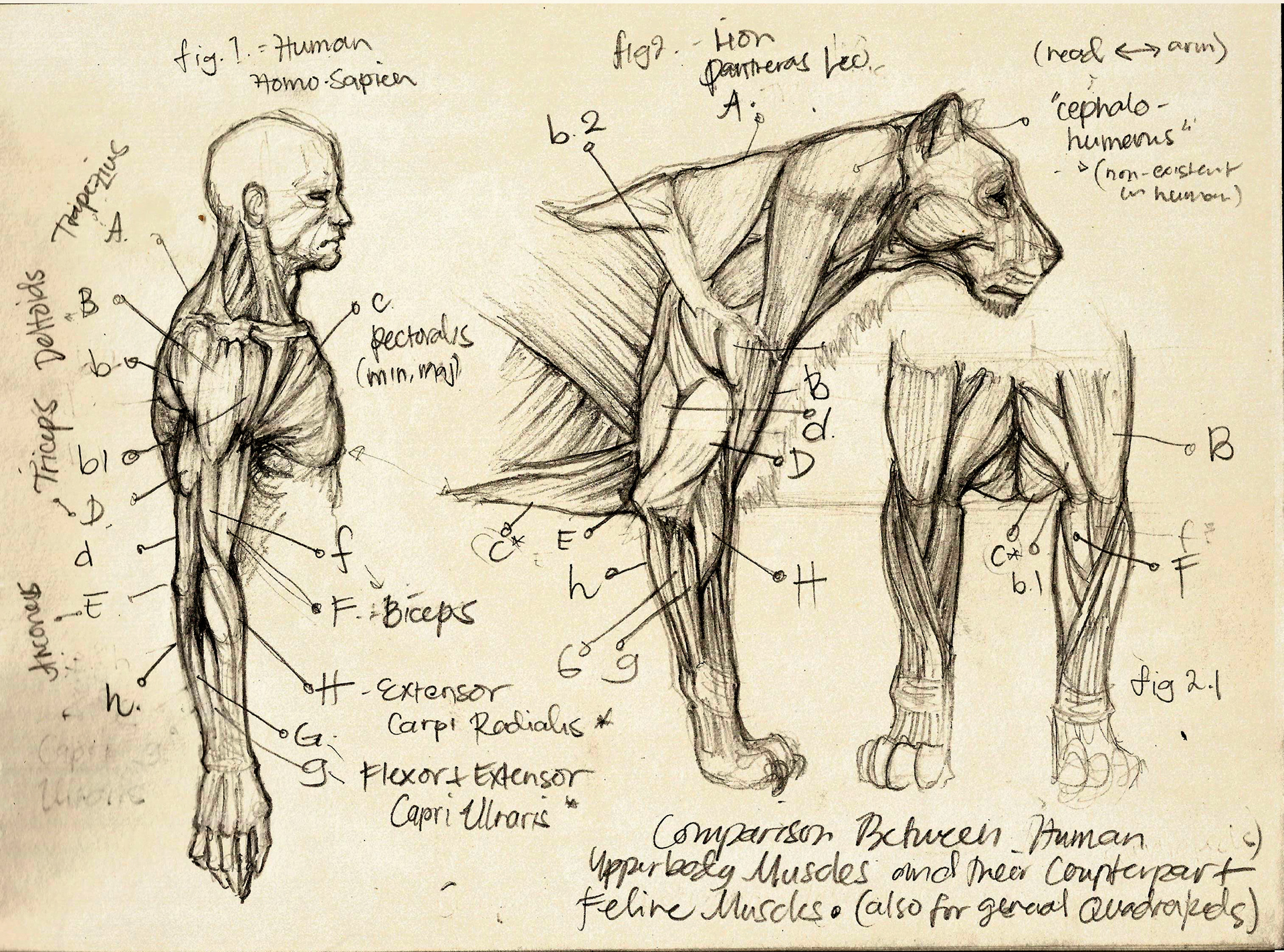 Comparison between Human and Feline Upper Body Muscles,

using Panthera Leo (Lion)

&nbsp;

After having studied the upper body muscles of the Panthera Leo, I have decided to compare them to the upper body muscles in the Human Anatomy.

&nbsp;

Pending: Comparison of the Human and Lion Upper Body in Front view.
