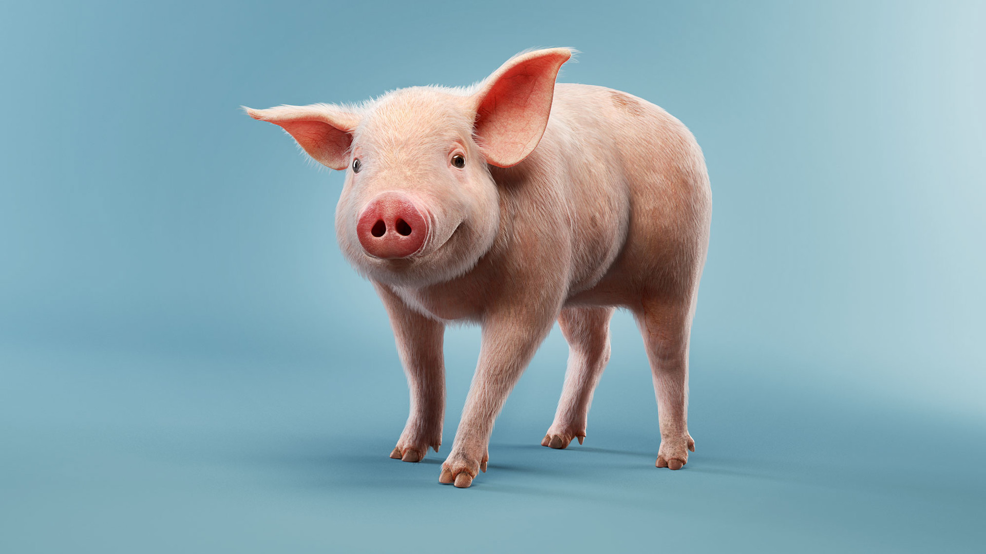 pig CGI 3D animal.