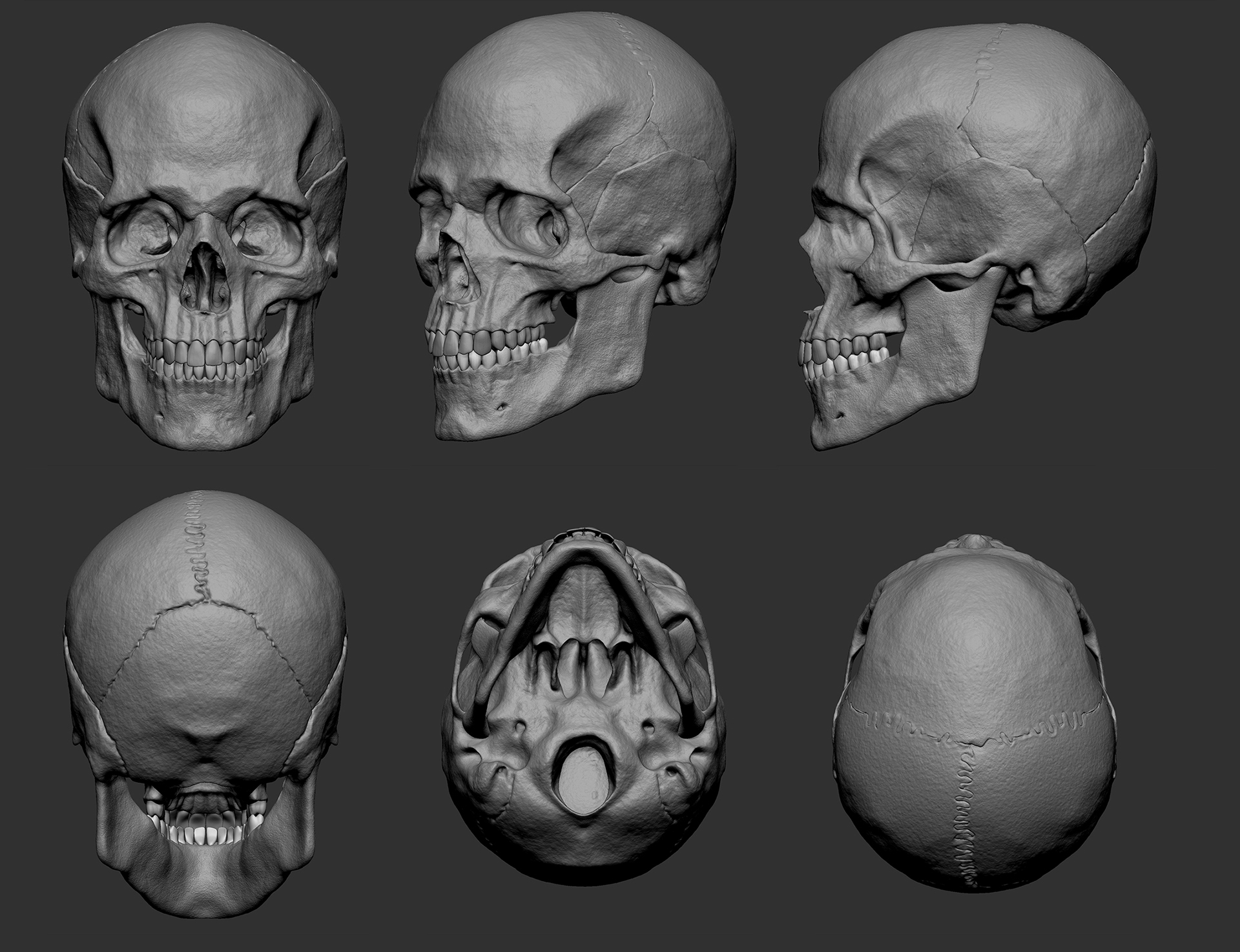 anatomy skull 3D Zbrush.