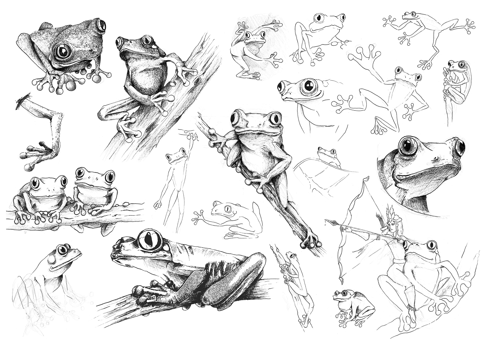 Drawing frog Frogs coloring