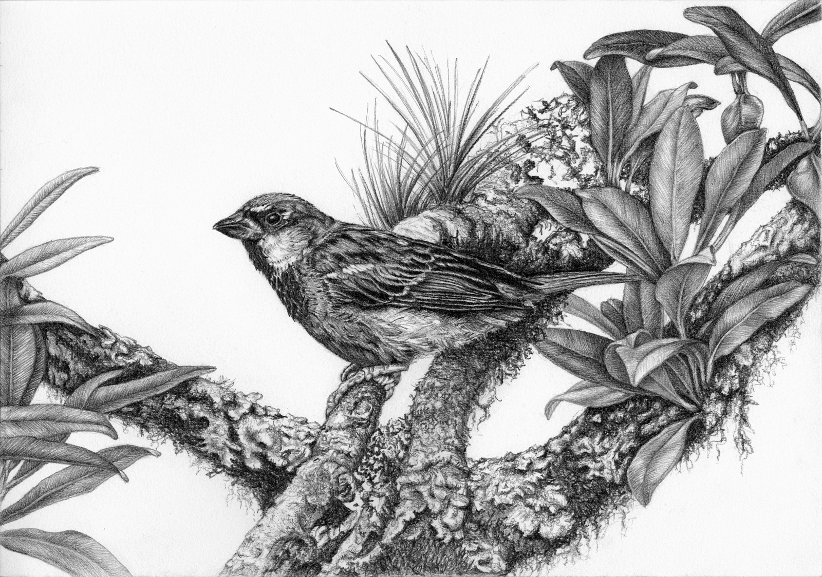 Head Sketch Bird Parrot Macaw Stroke: Vector có sẵn (miễn phí bản quyền)  1565087686 | Shutterstock