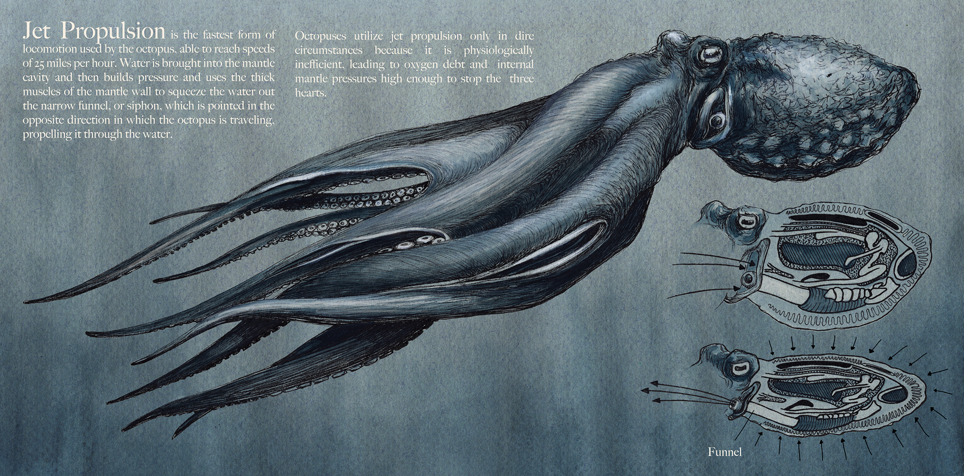 Locomotion of the Octopus Vulgaris