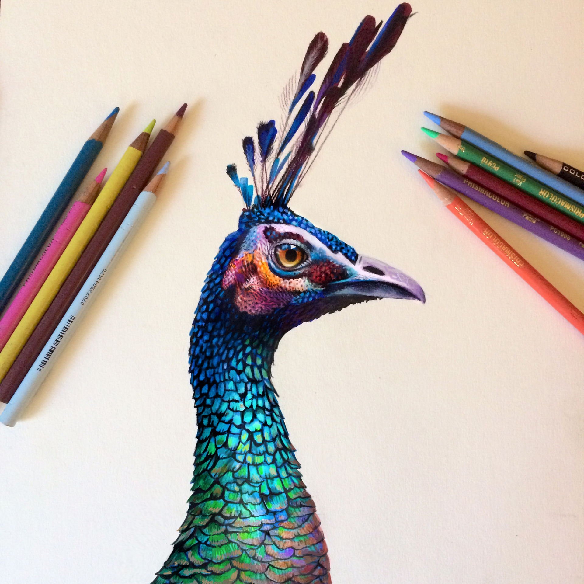 Colored Pencil Peacock Study | Behance