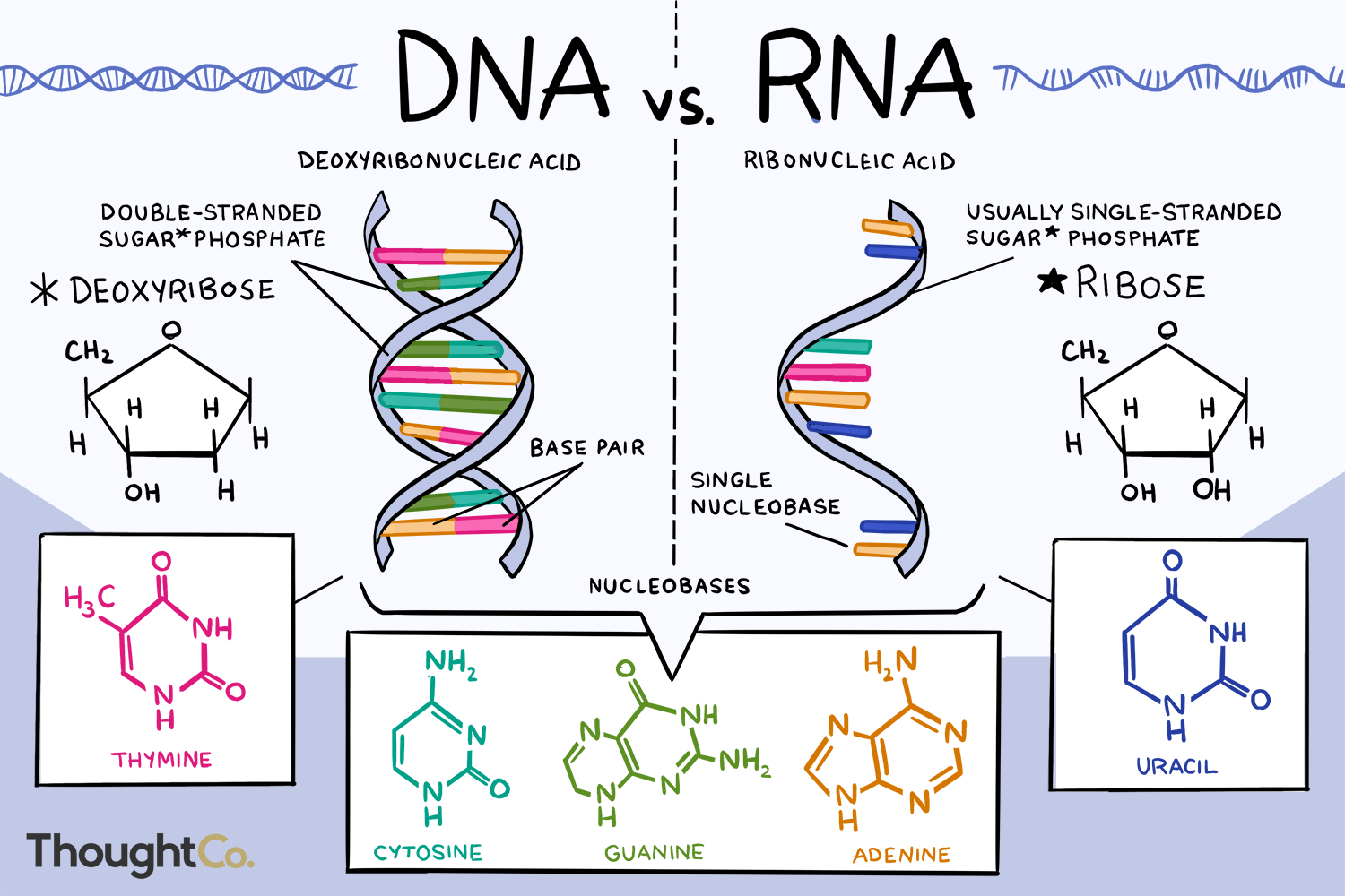 Молекула ДНК. Нуклеиновые кислоты ДНК И РНК. DNA and RNA differences. Структура ДНК И РНК.