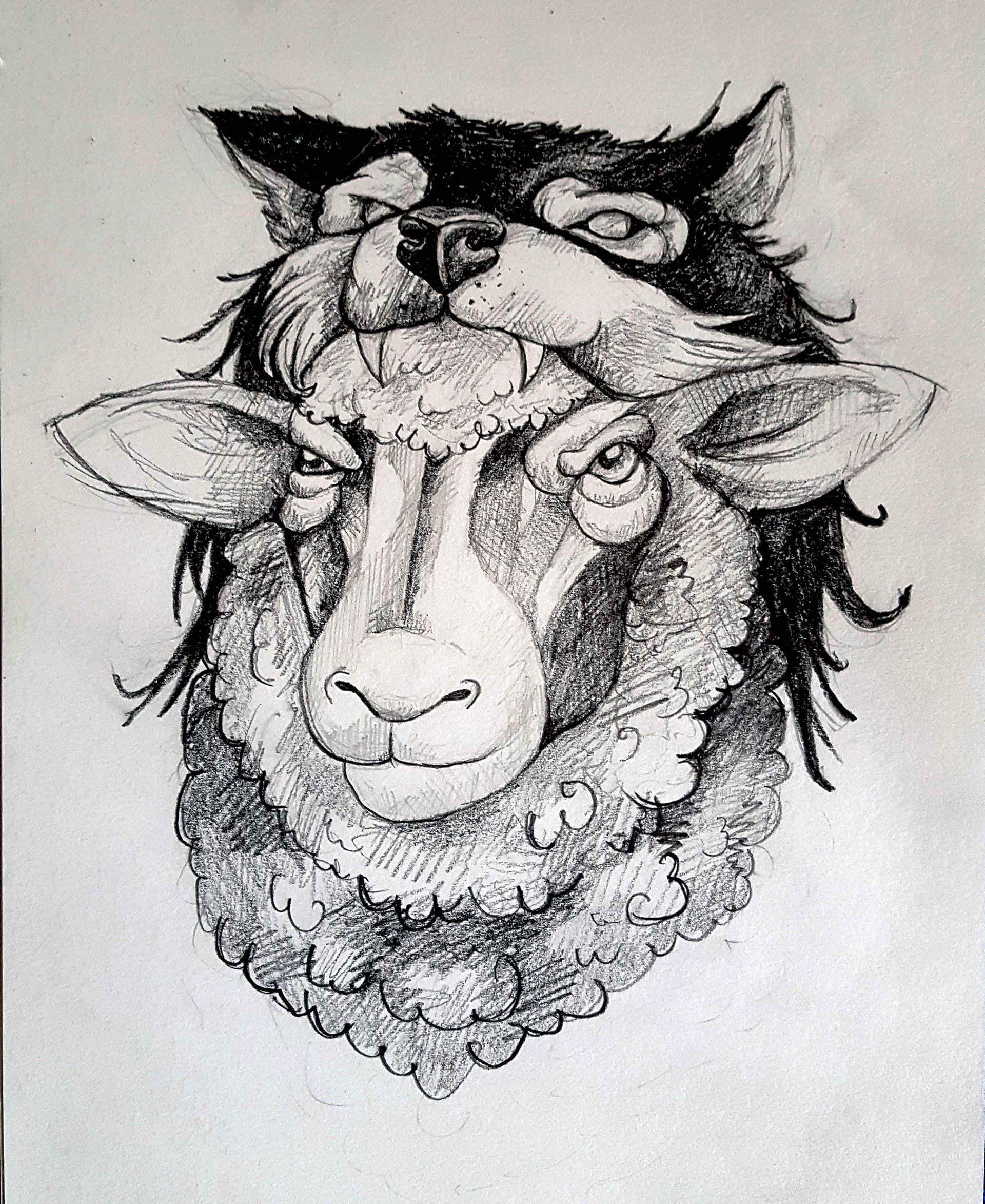 Drawing wolf sheep haddrawing.