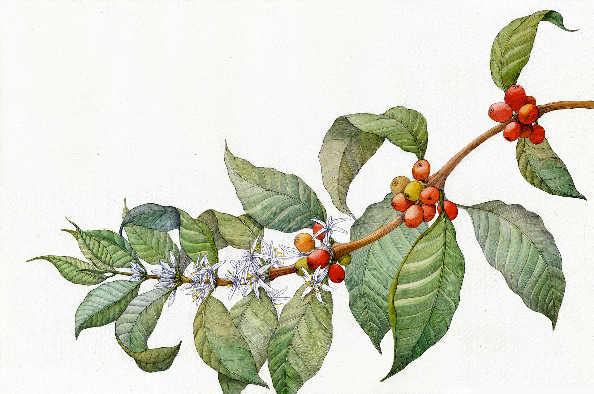 15880 Coffee Plant Sketch Images Stock Photos  Vectors  Shutterstock