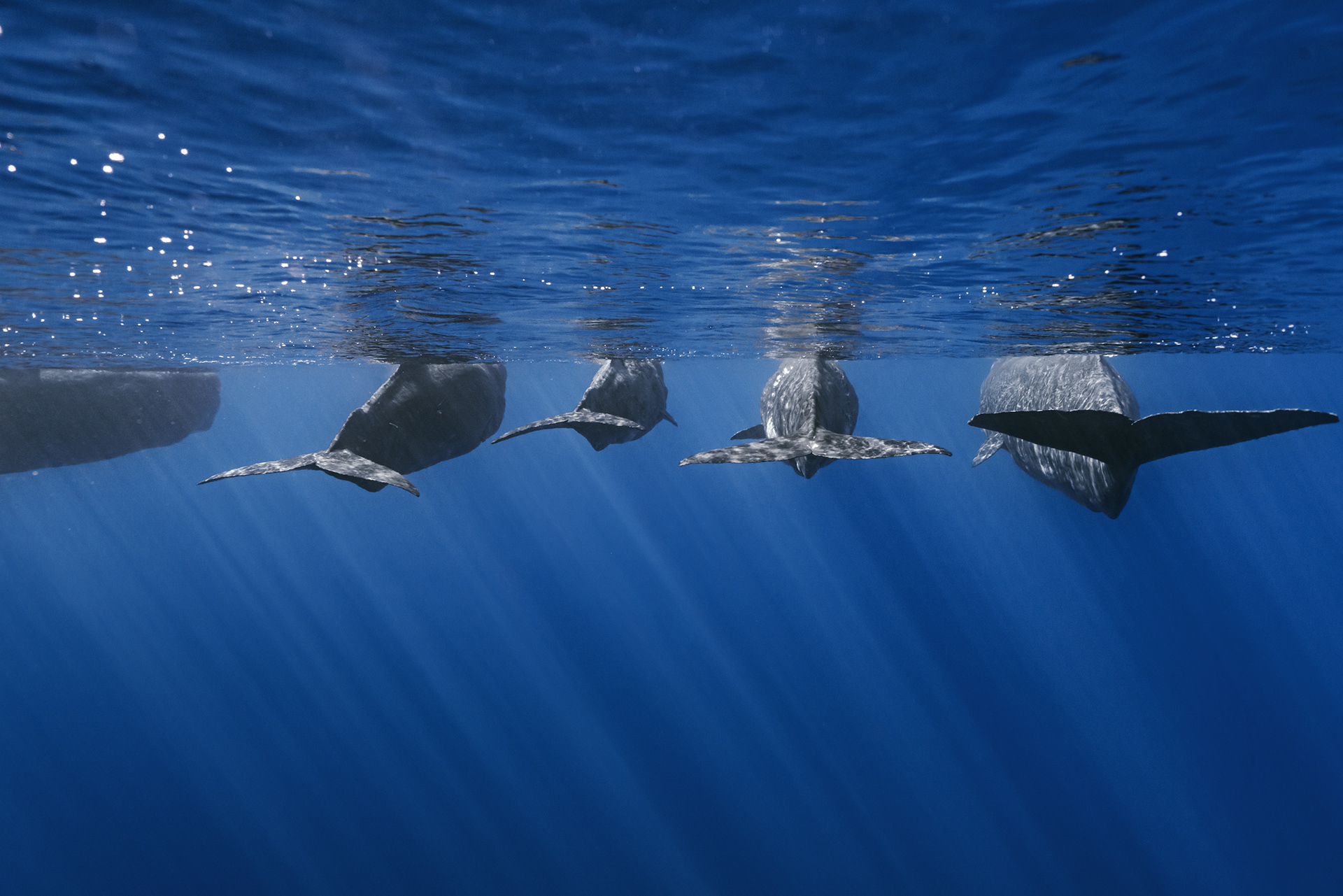 Мощность кита под водой