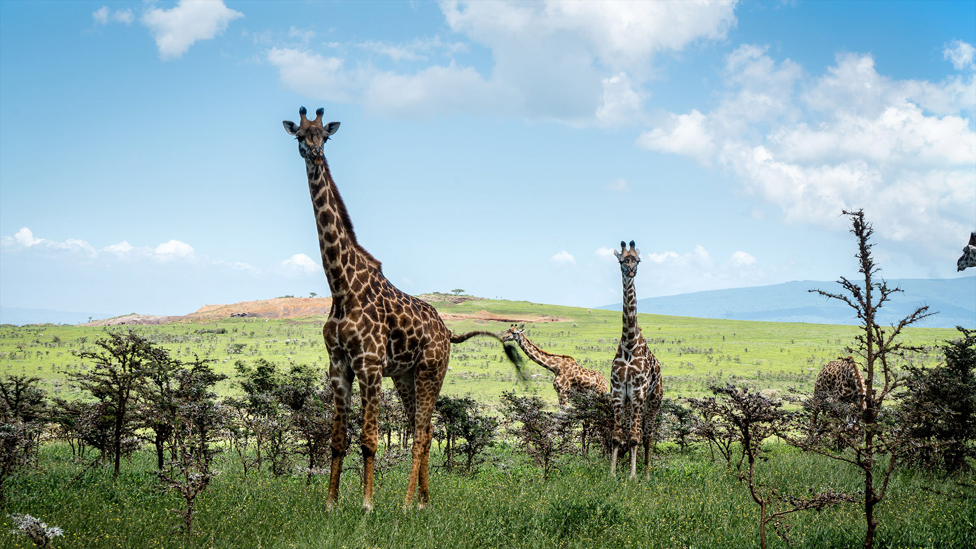 Национальные парки и заповедники африки. Национальный парк Серенгети Жирафы численность. Парк Серенгети Жирафы. Нац парк Серенгети в Африке Жираф. Танзания национальные парки Жираф.