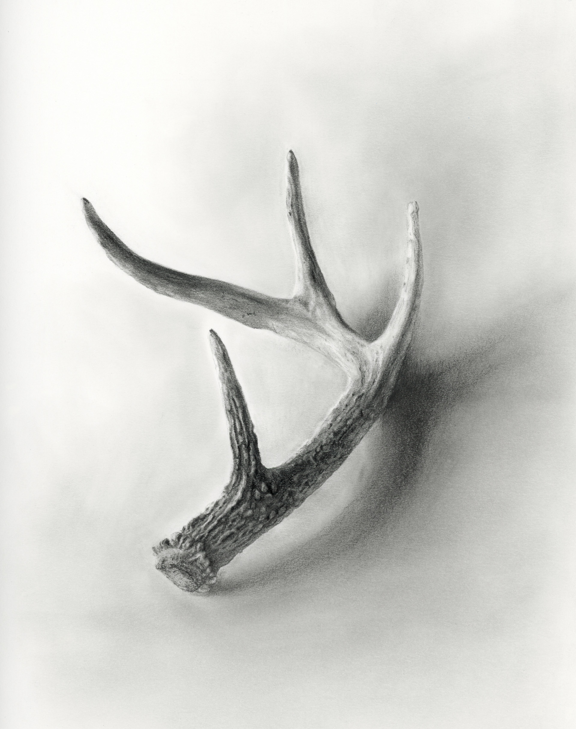 antler deer antler brooke figer brooke f art artist Pencil drawing graphite...