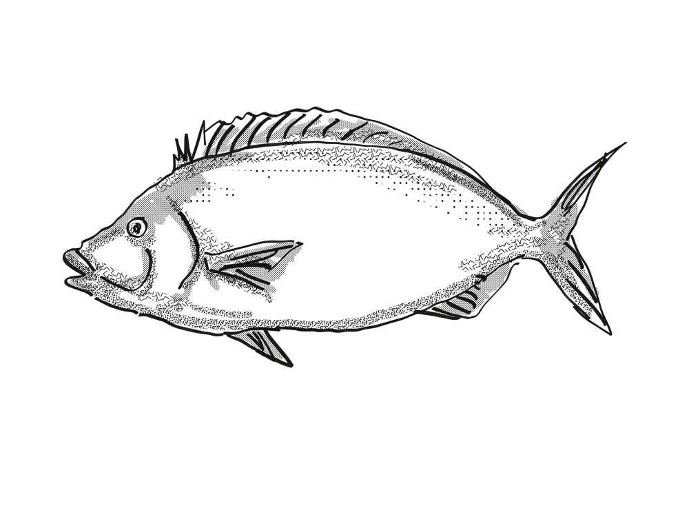 Fish Sketch. on Behance