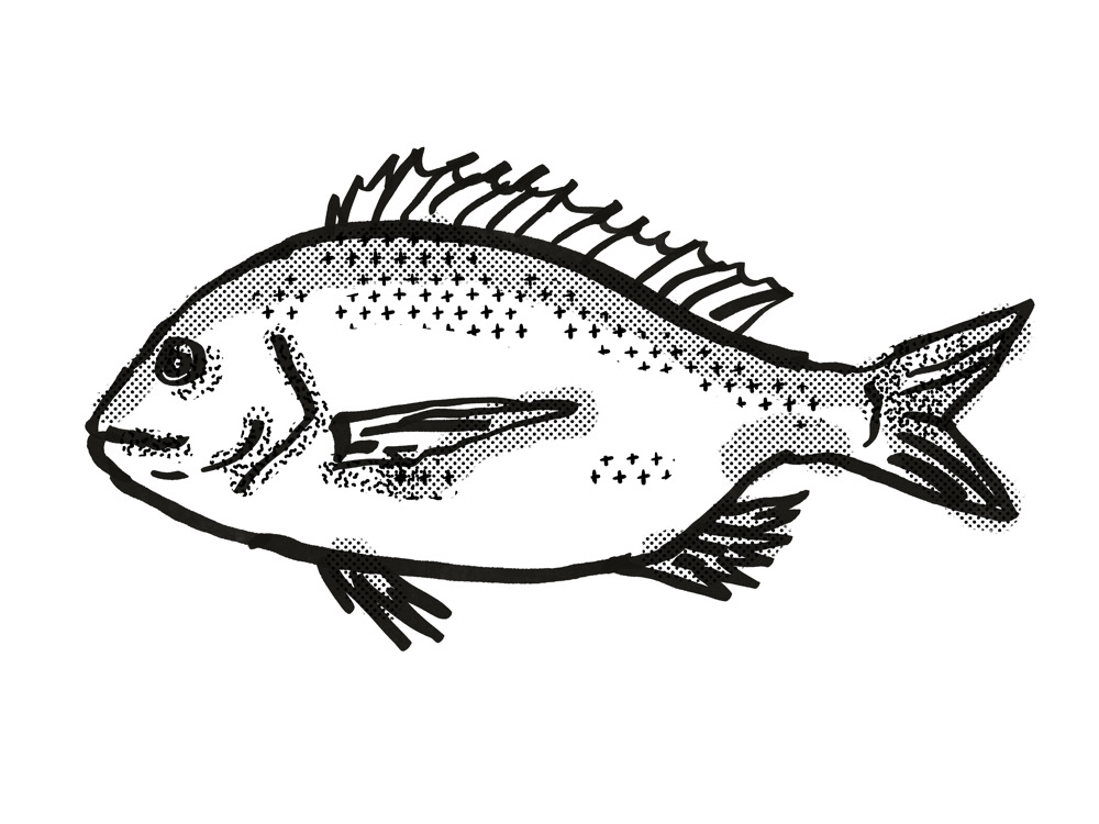 Fish Sketch. on Behance