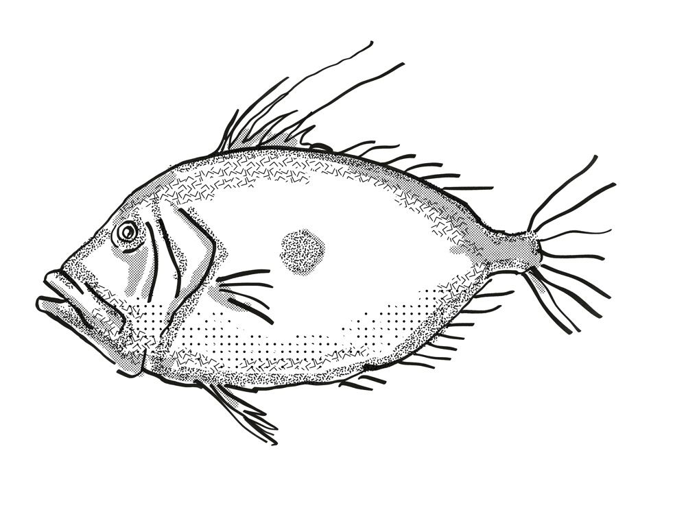 Fish Sketch. on Behance