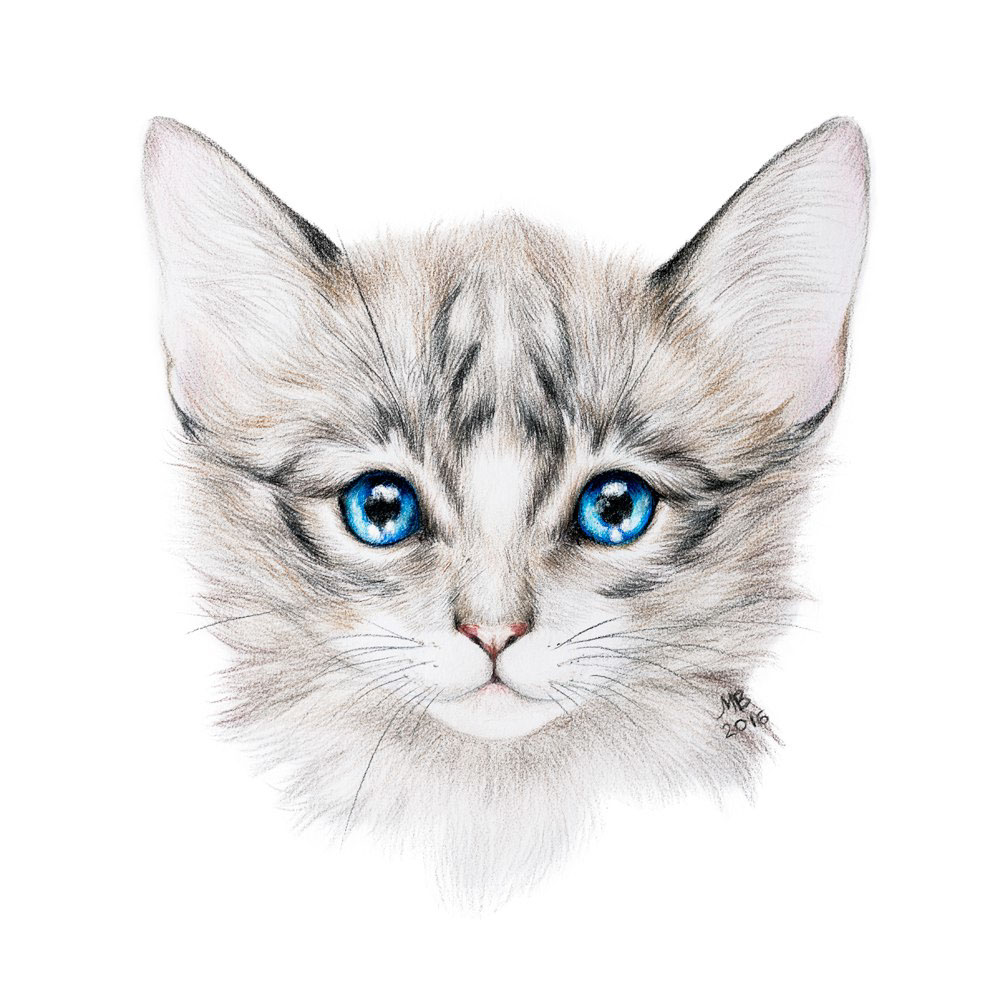 Pencil drawing of a cat on Behance