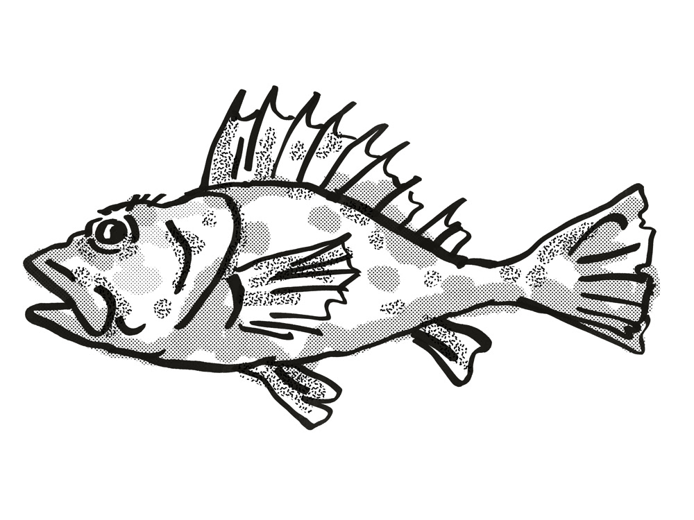 Fish Sketch. on Behance